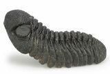 Phacopid (Morocops) Trilobite - Completely Removed From Rock! #249256-3